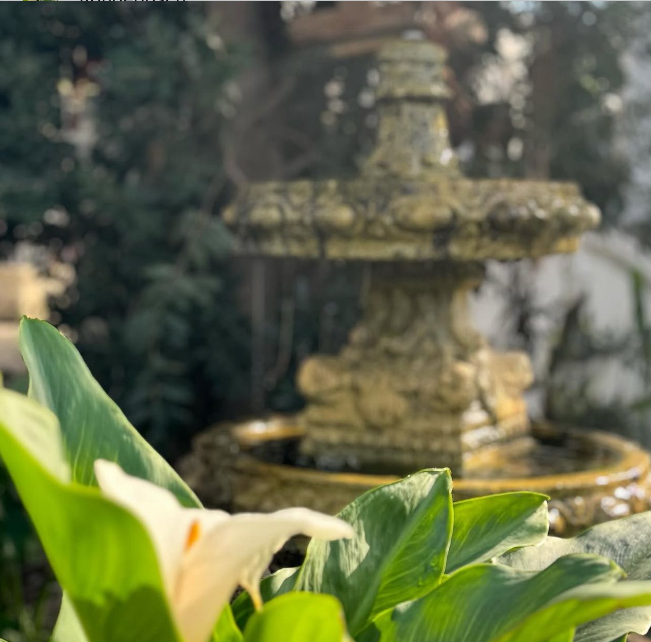 Stone fountain among calla lilies in the garden